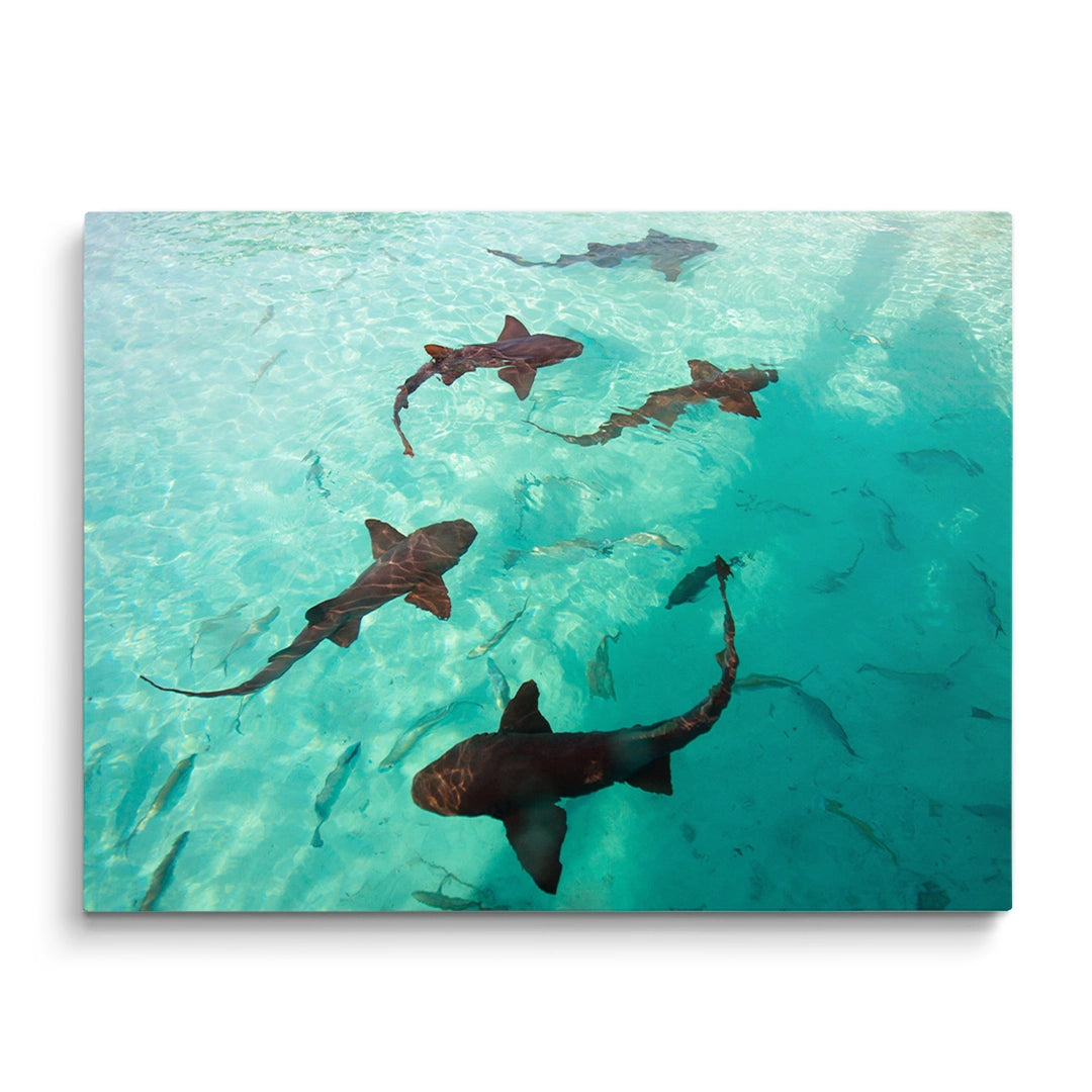 Discover Modern Photography Canvas Art, Inspirational Sea Ozean Shark Canvas Art by Greattness, The Shark Tank by Original Greattness™ Canvas Wall Art Print